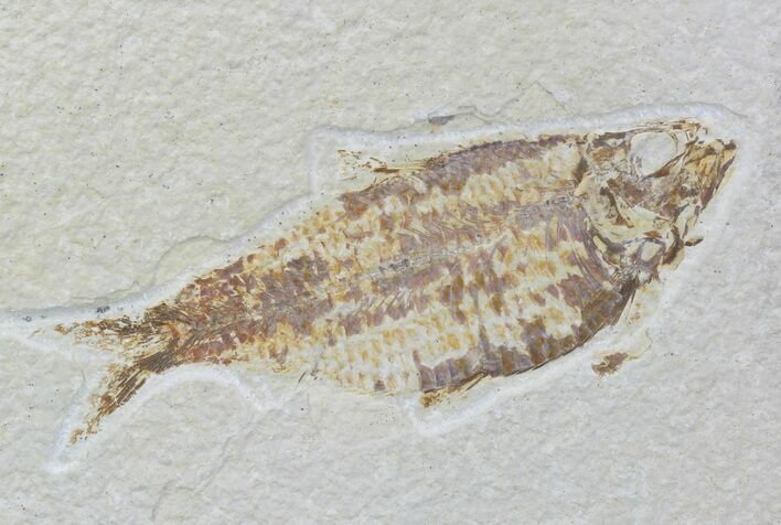 Detailed Fossil Fish (Knightia) - Wyoming #88556